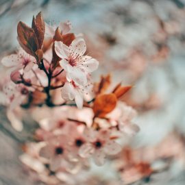 Stare radzieckie obiektywy, czyli super bokeh w dobrej cenie